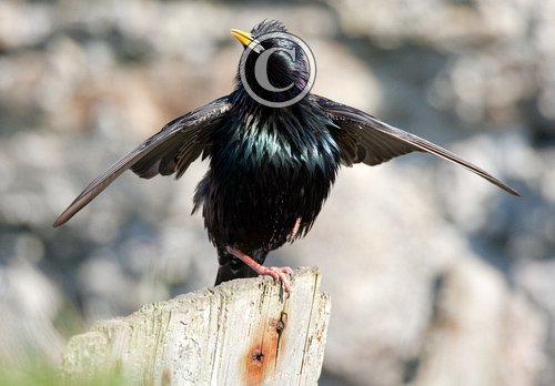 Starling Displaying DM0868